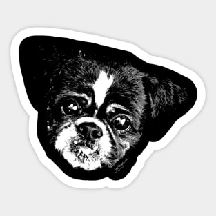 Shaved Tzu Sticker